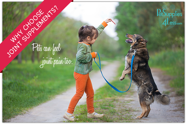 Why Choose joint supplements for your pet?